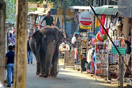 Sri Lanka 2018 - speciál